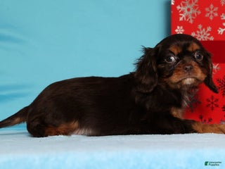 Cavalier King Charles Spaniel dogs Frosty - Ad 2