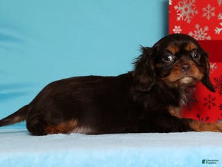 Cavalier King Charles Spaniel dogs Frosty - Ad 34