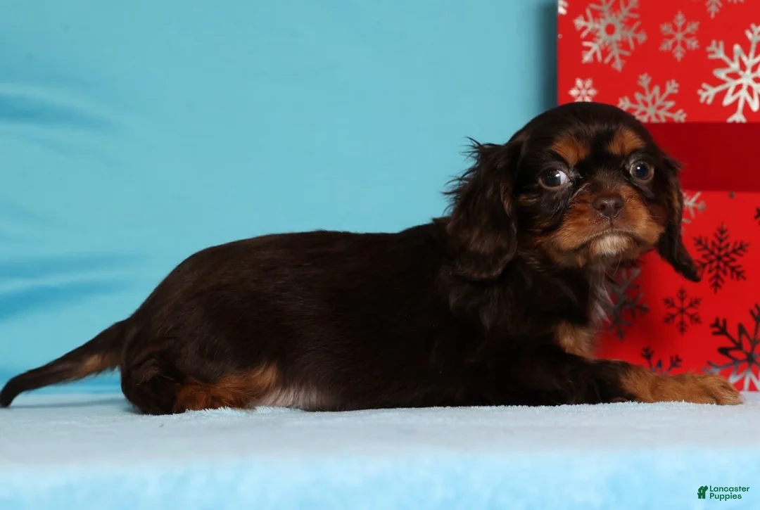 Cavalier King Charles Spaniel dogs for sale: Frosty - Ad 2