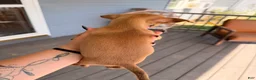 Chihuahua dogs for sale: Zina - Ad 3