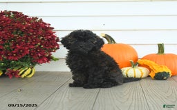 Mini Goldendoodle dogs for sale: Coconut - Image 14