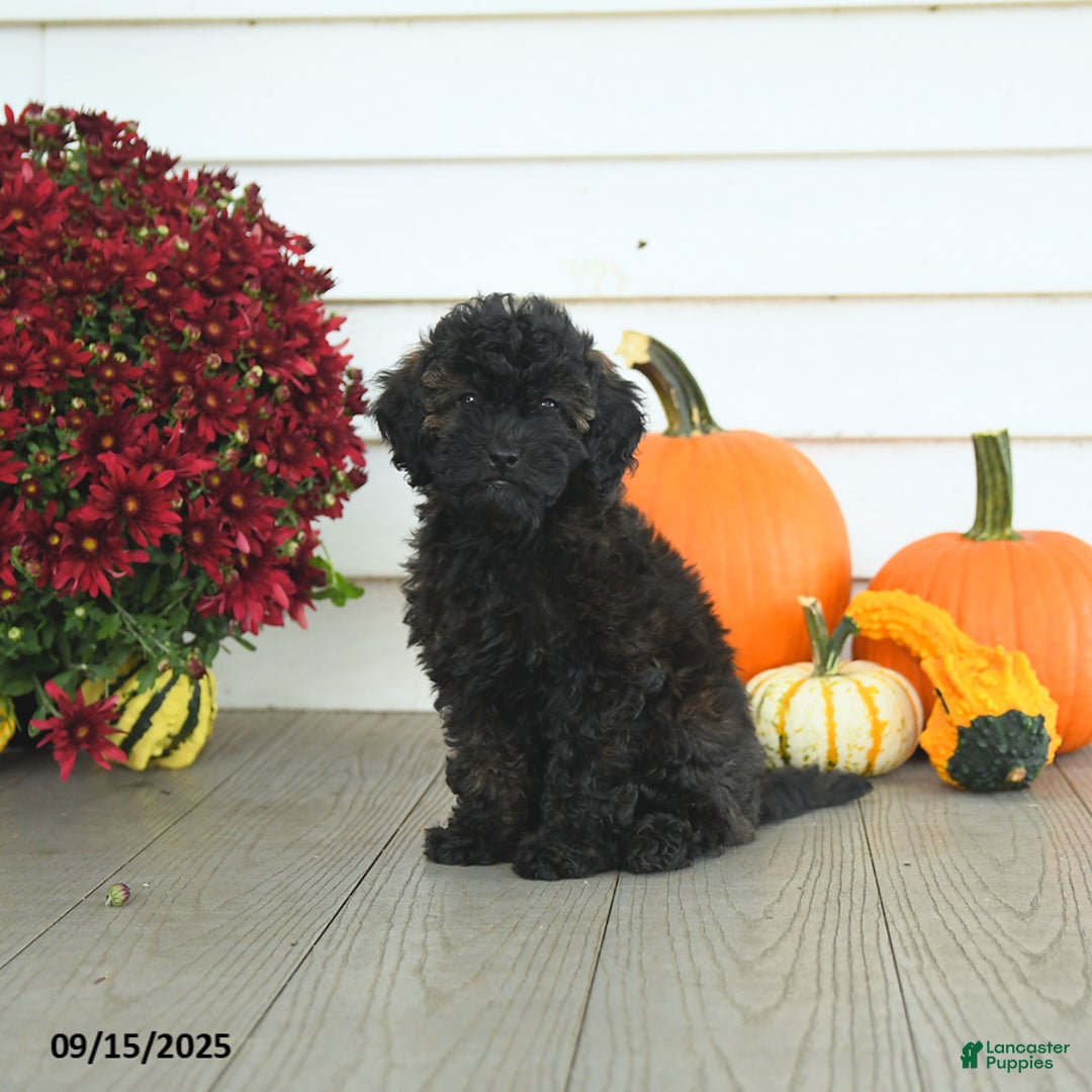 Mini Goldendoodle dogs for sale: Coconut - Image 14