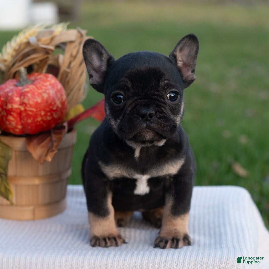 French Bulldog dogs for sale: SindyAnn  - Ad 5