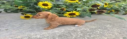 Miniature Dachshund dogs for sale: Hope - Ad 3