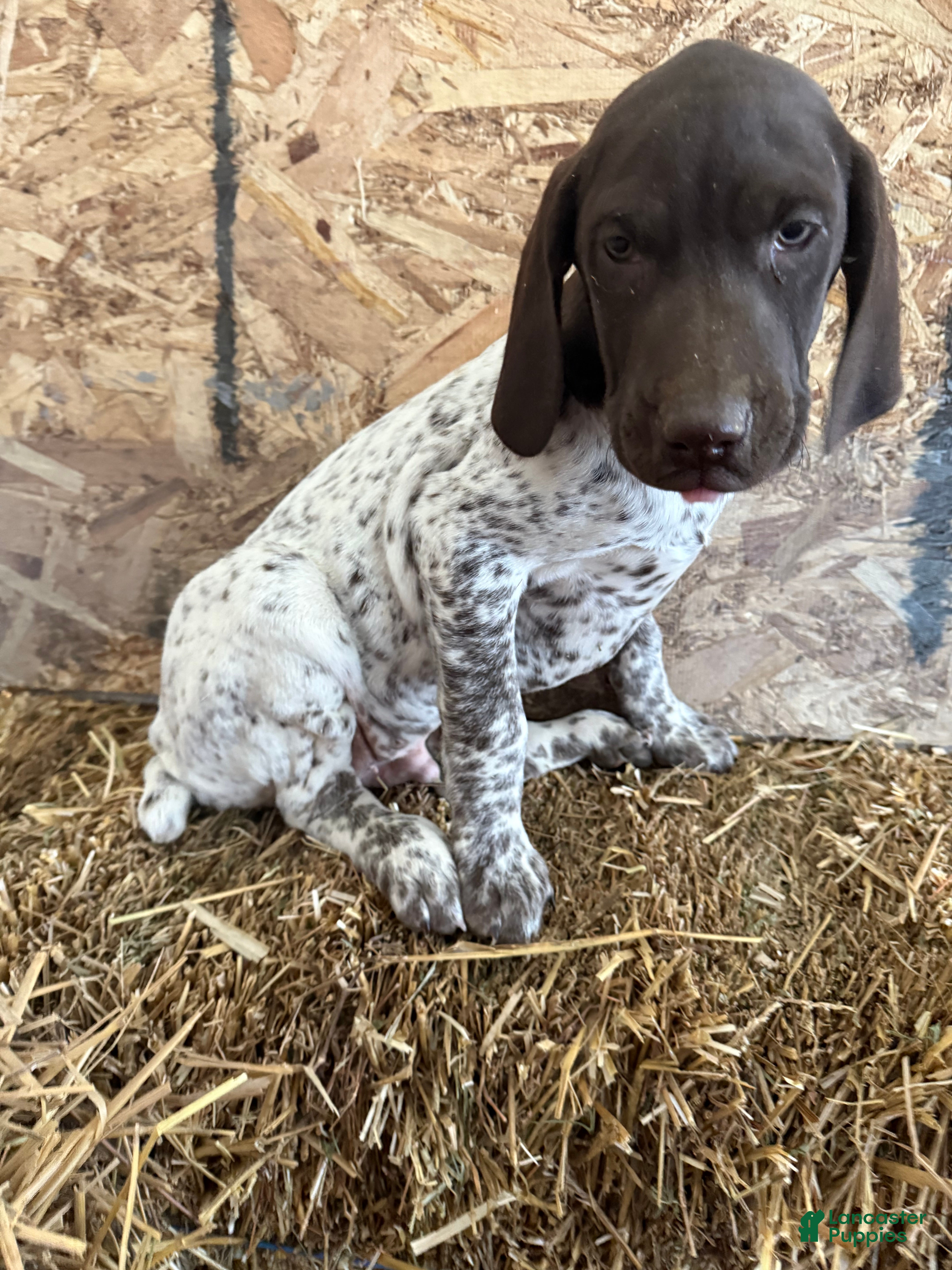 German Shorthaired Pointer dogs German Shorthaired Pointer Puppy 1 - Ad 8