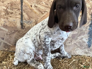 German Shorthaired Pointer dogs German Shorthaired Pointer Puppy 1 - Ad 29