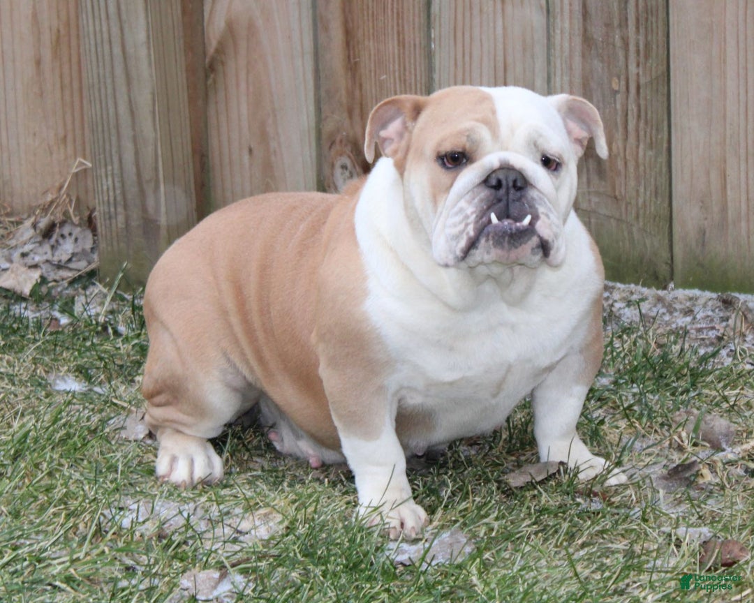 English Bulldog dogs for sale: Cash - Ad 11