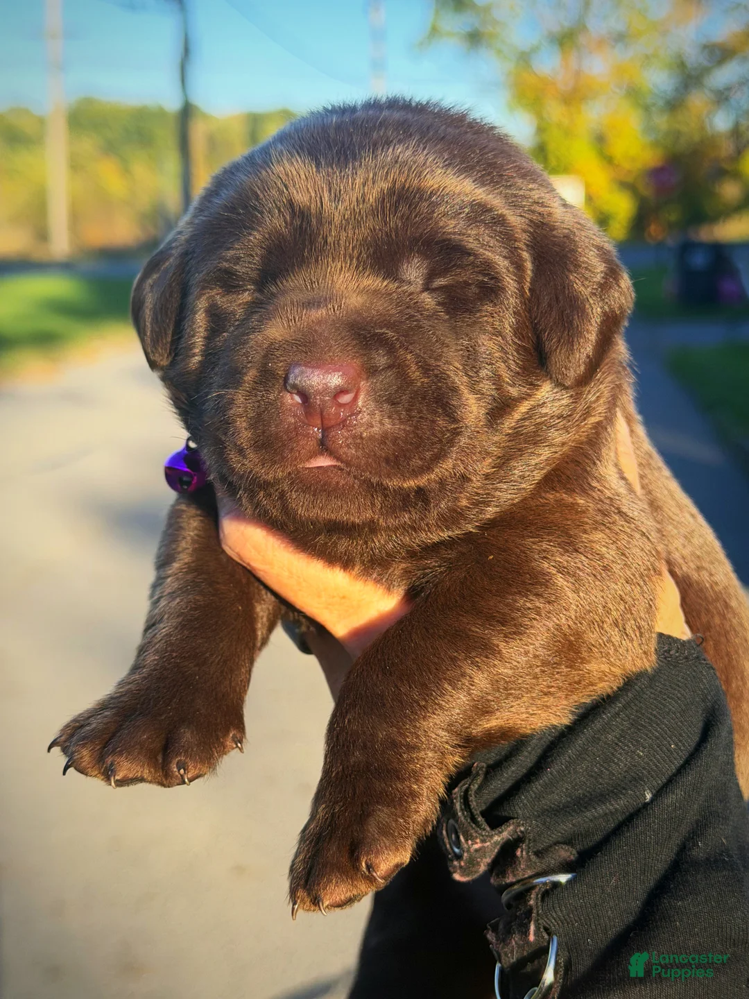 Labrador Retriever dogs for sale: Labrador Retriever 1 - Ad 2