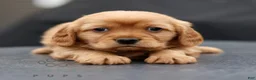 Miniature Golden Retriever dogs for sale: Archie  - Ad 3