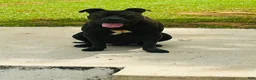 American Bully dogs for sale: American Bully Puppy 1 - Ad 3
