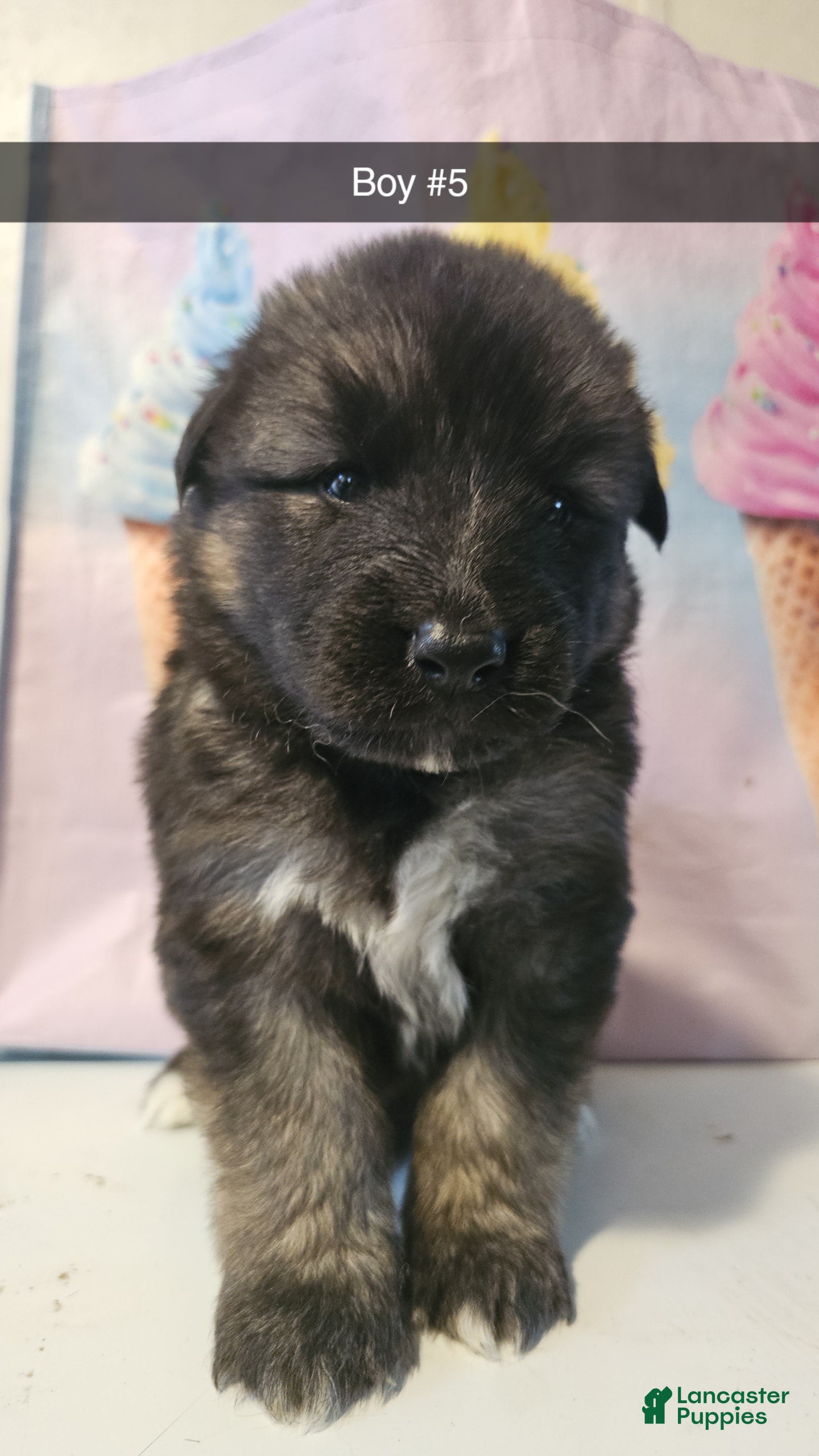 Gerberian Shepsky dogs Gerberian Shepsky Puppy 5 - Ad 13