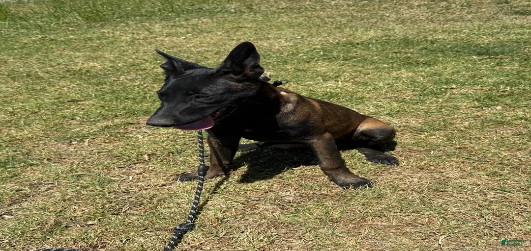 Gallery Image {{count}}