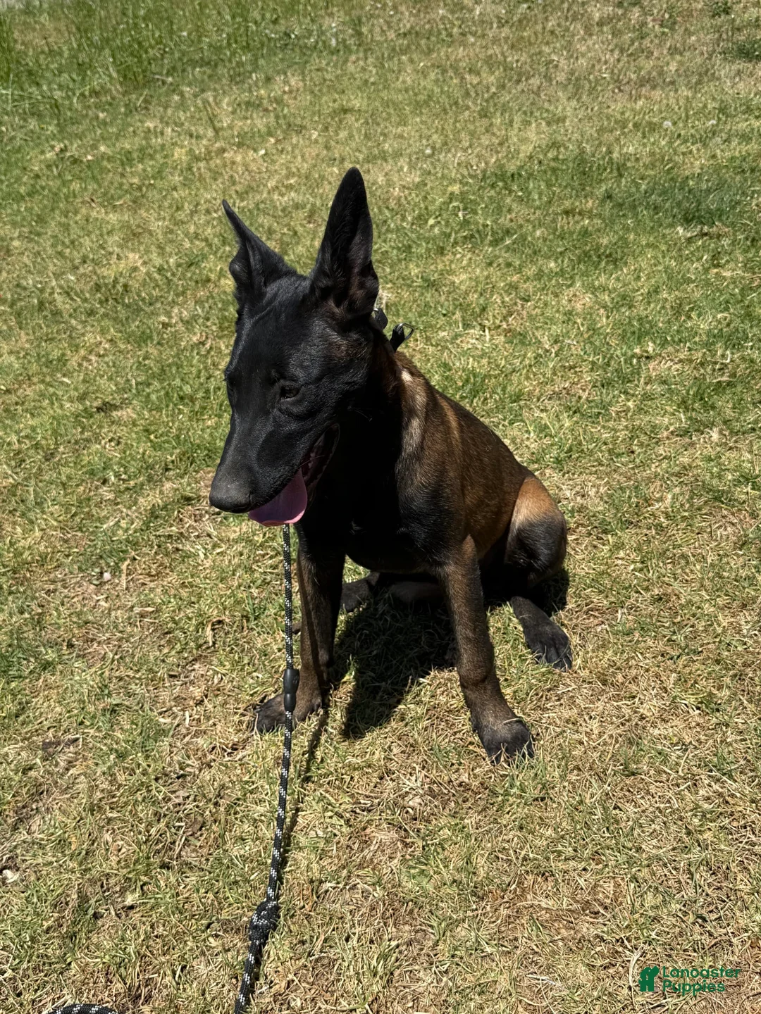 Gallery Image {{count}}