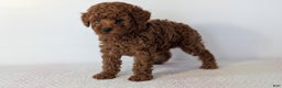 Toy Poodle dogs for sale: Cash - Ad 7