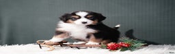Miniature Australian Shepherd dogs for sale: Bailey - Ad 2