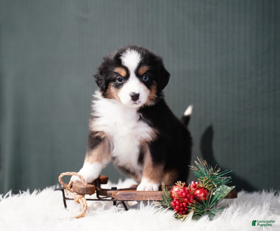 Miniature Australian Shepherd dogs for sale: Bailey - Ad 2