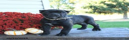 Cane Corso dogs for sale: Meadow - Ad 9