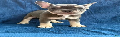 Freda