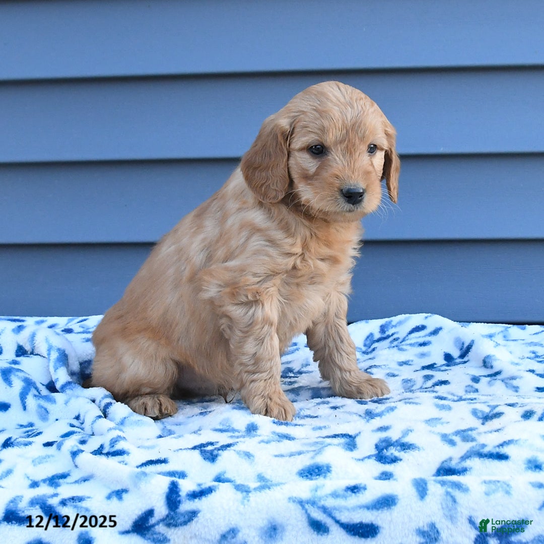 Goldendoodle dogs for sale: Baxter - Ad 2