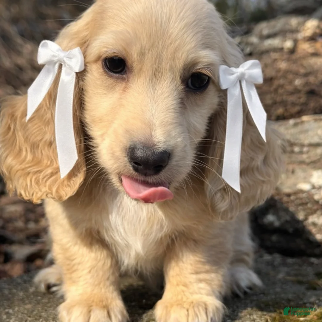 Miniature Dachshund dogs for sale: Ivory - Ad 2