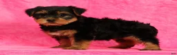 Yorkshire Terrier dogs for sale: Amber - Ad 4