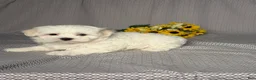 Maltese dogs for sale: Archie - Ad 5