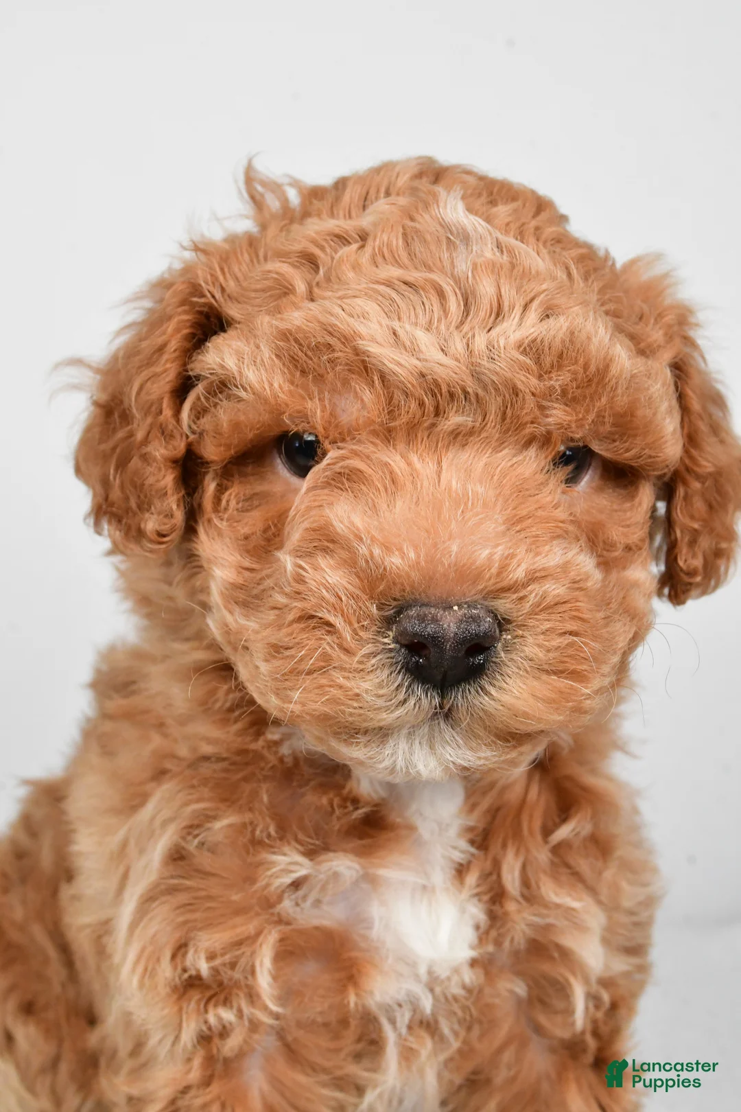 Miniature Poodle dogs for sale: Dakota - Ad 3