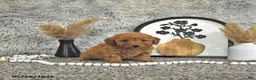 Toy Poodle dogs for sale: Jasper - Ad 9