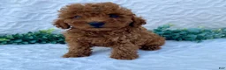 Miniature Poodle dogs for sale: Max - Ad 4