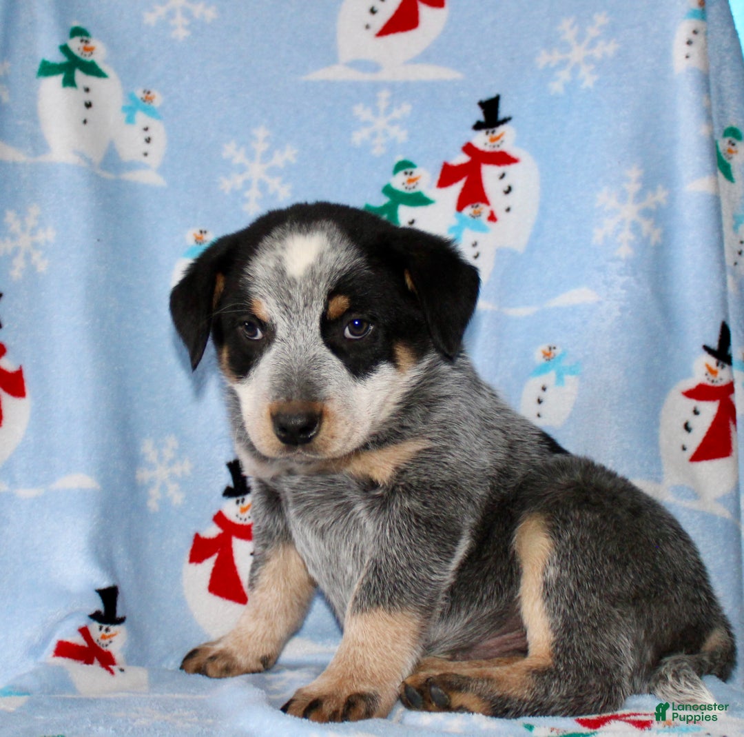 Australian Cattle Dog dogs for sale: Randy - Ad 5