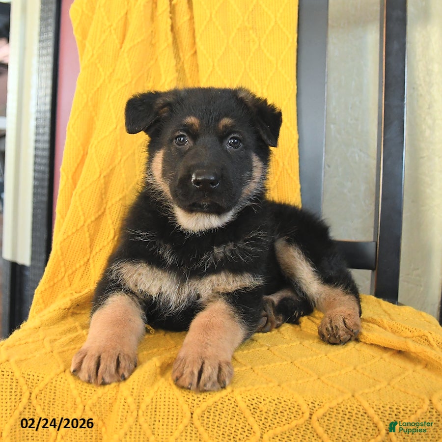 German Shepherd dogs Ginger - Ad 2