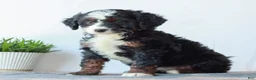 Mini Bernedoodle dogs for sale: Demi  - Ad 2