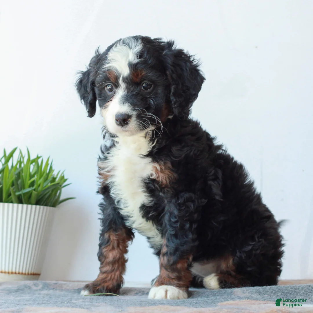 Mini Bernedoodle dogs for sale: Demi  - Ad 2