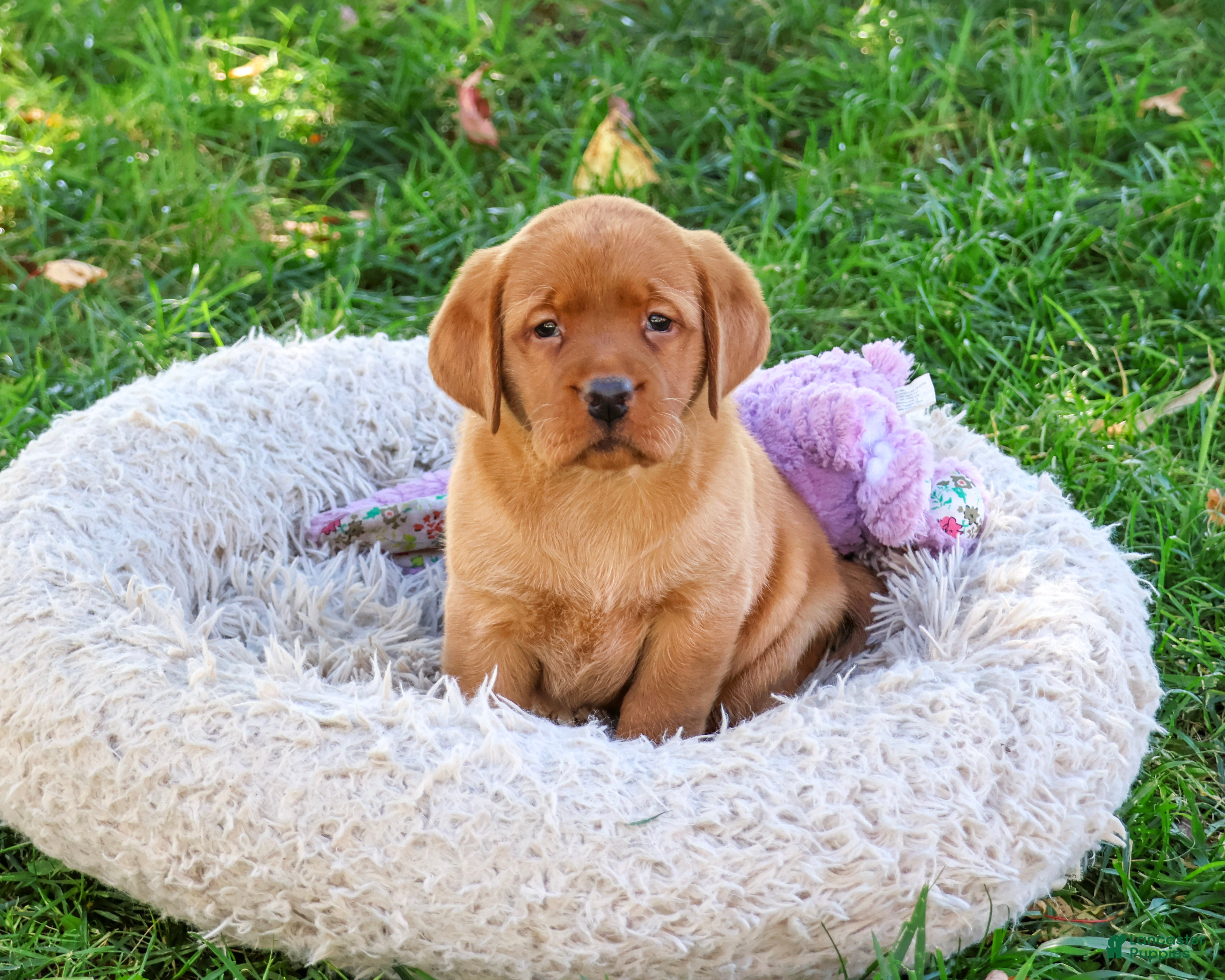 Labrador Retriever dogs for sale: Ramona - Ad 2