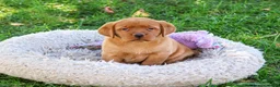 Labrador Retriever dogs for sale: Ramona - Ad 2