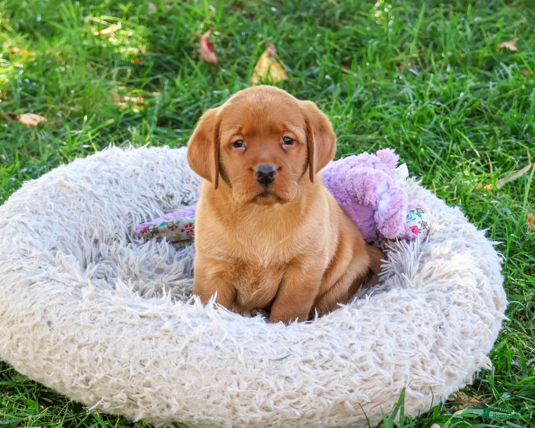 Labrador Retriever dogs for sale: Ramona - Ad 2