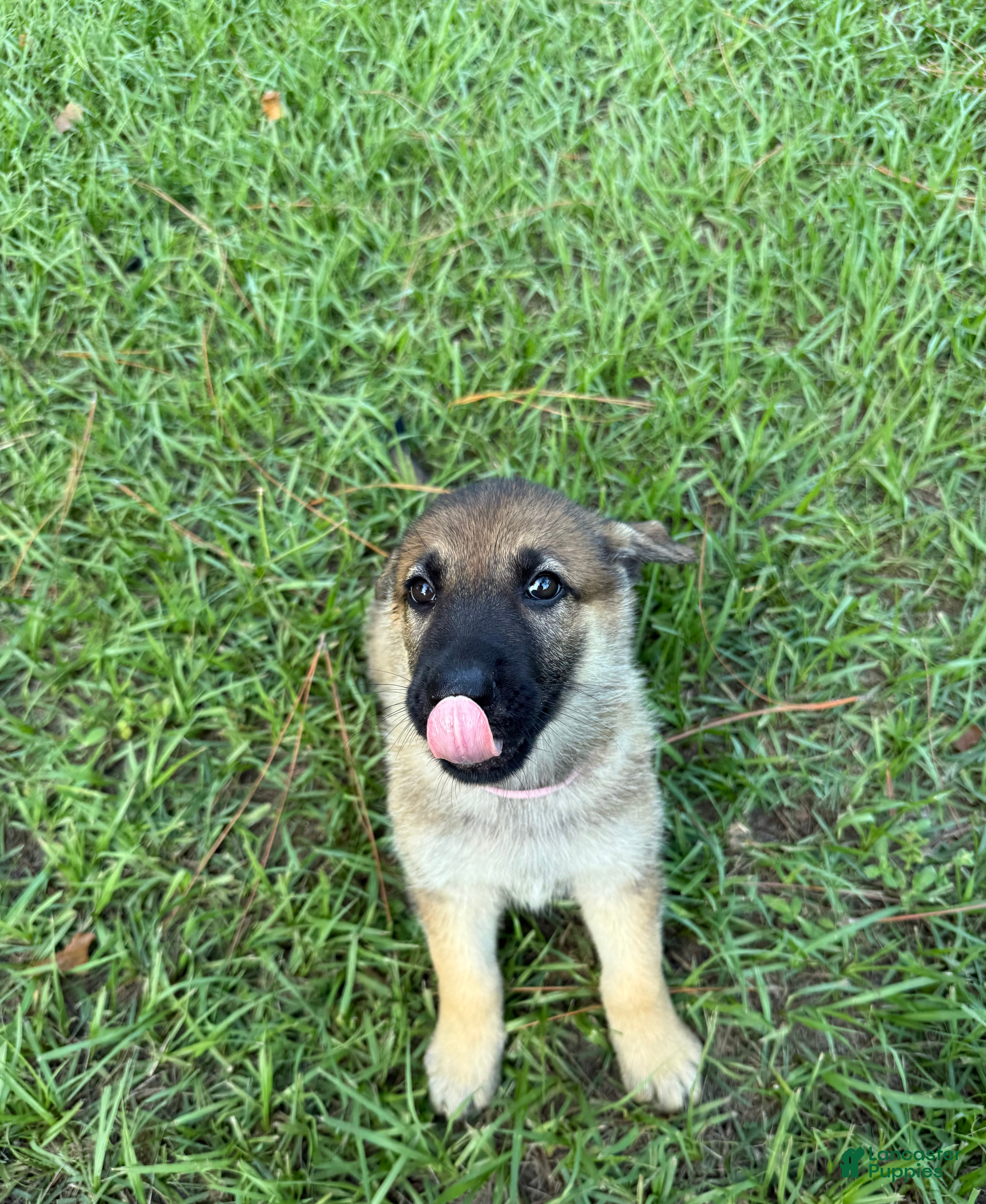 German Shepherd dogs Daisy - Ad 2