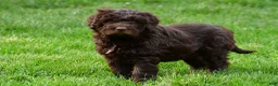 Newfypoo dogs for sale: Charlie - Ad 4