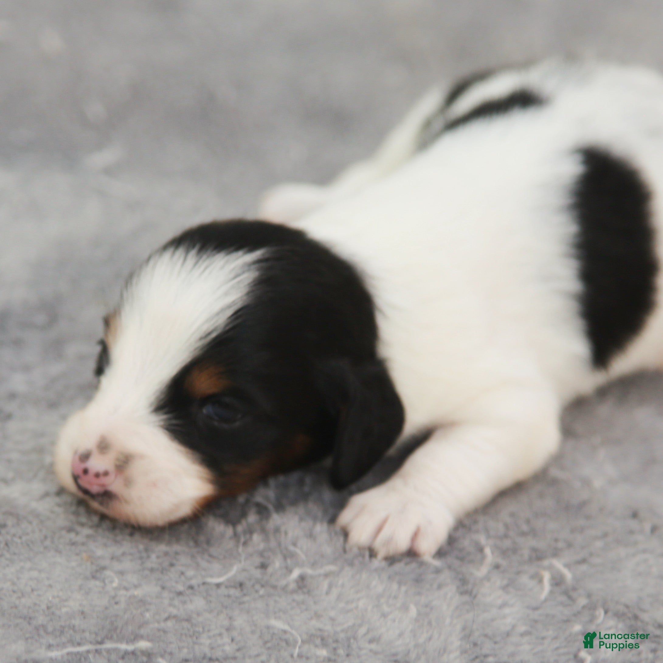 Dachshund dogs Black and Tan Brindle Piebald Male  - Ad 1