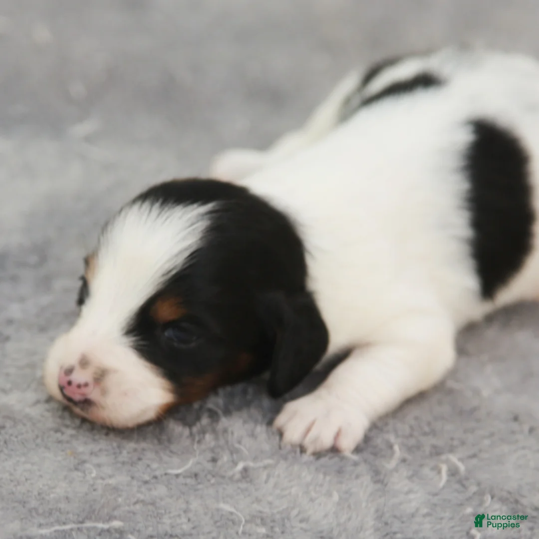 Dachshund dogs for sale: Black and Tan Brindle Piebald Male  - Ad 1