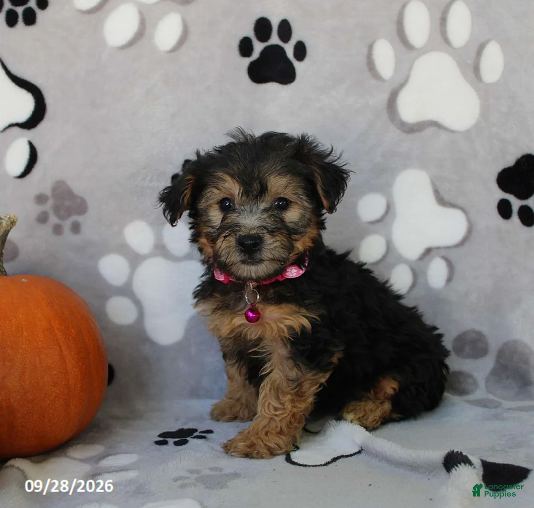 Yorkiepoo dogs for sale: Sierra - Ad 6