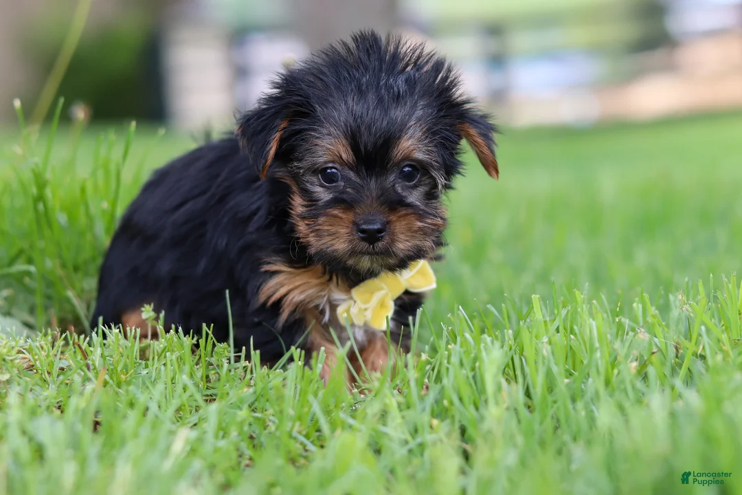 Yorkshire Terrier dogs for sale: Luca - Ad 7