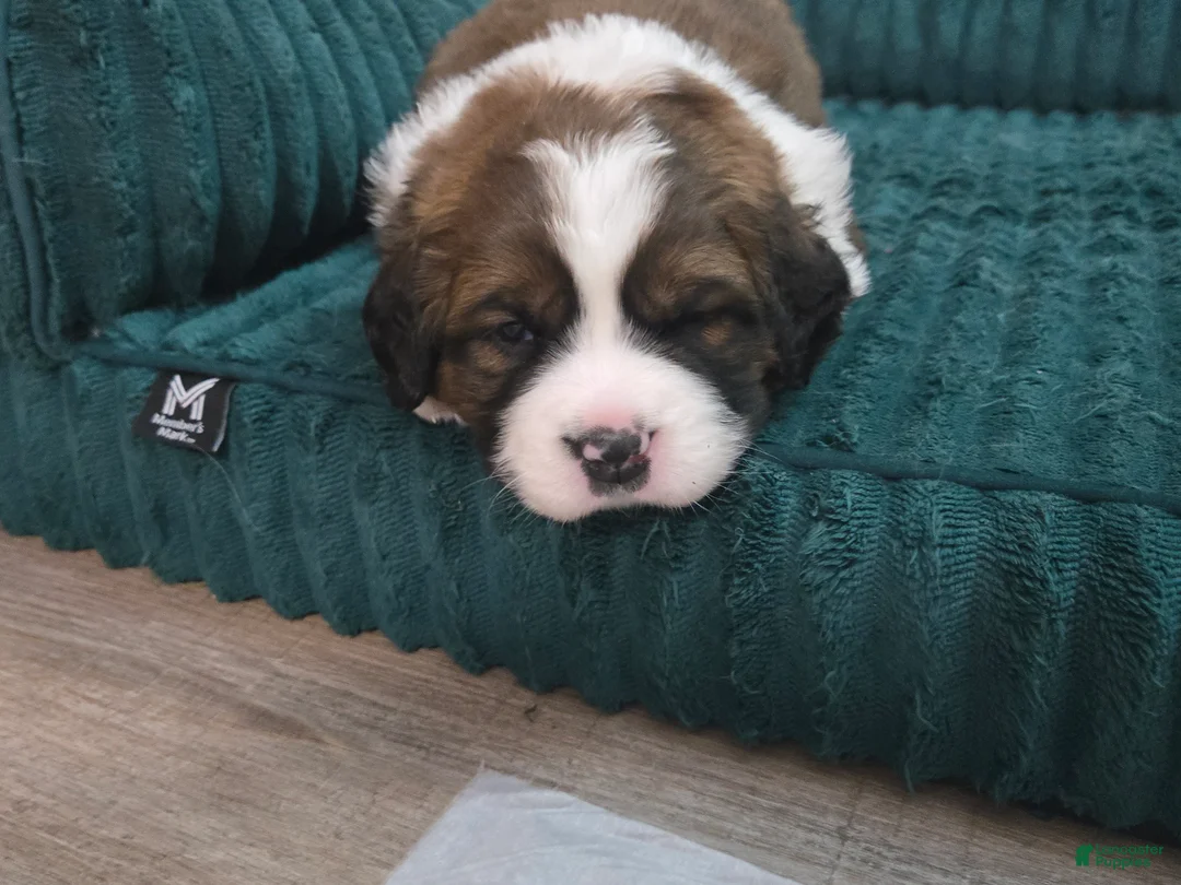 Mixed Breed dogs for sale: Buttercup  - Ad 20