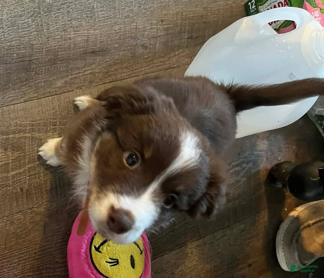 Australian Shepherd dogs for sale: Australian Shepherd Puppy 1 - Ad 2