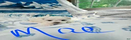 Maltese dogs for sale: Mae - Ad 4