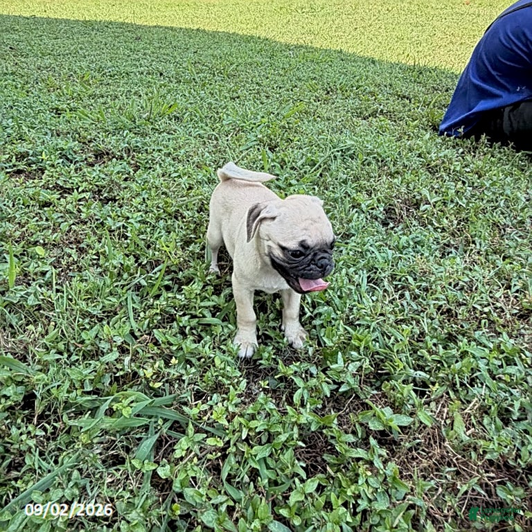 Pug dogs Barbara - Ad 2