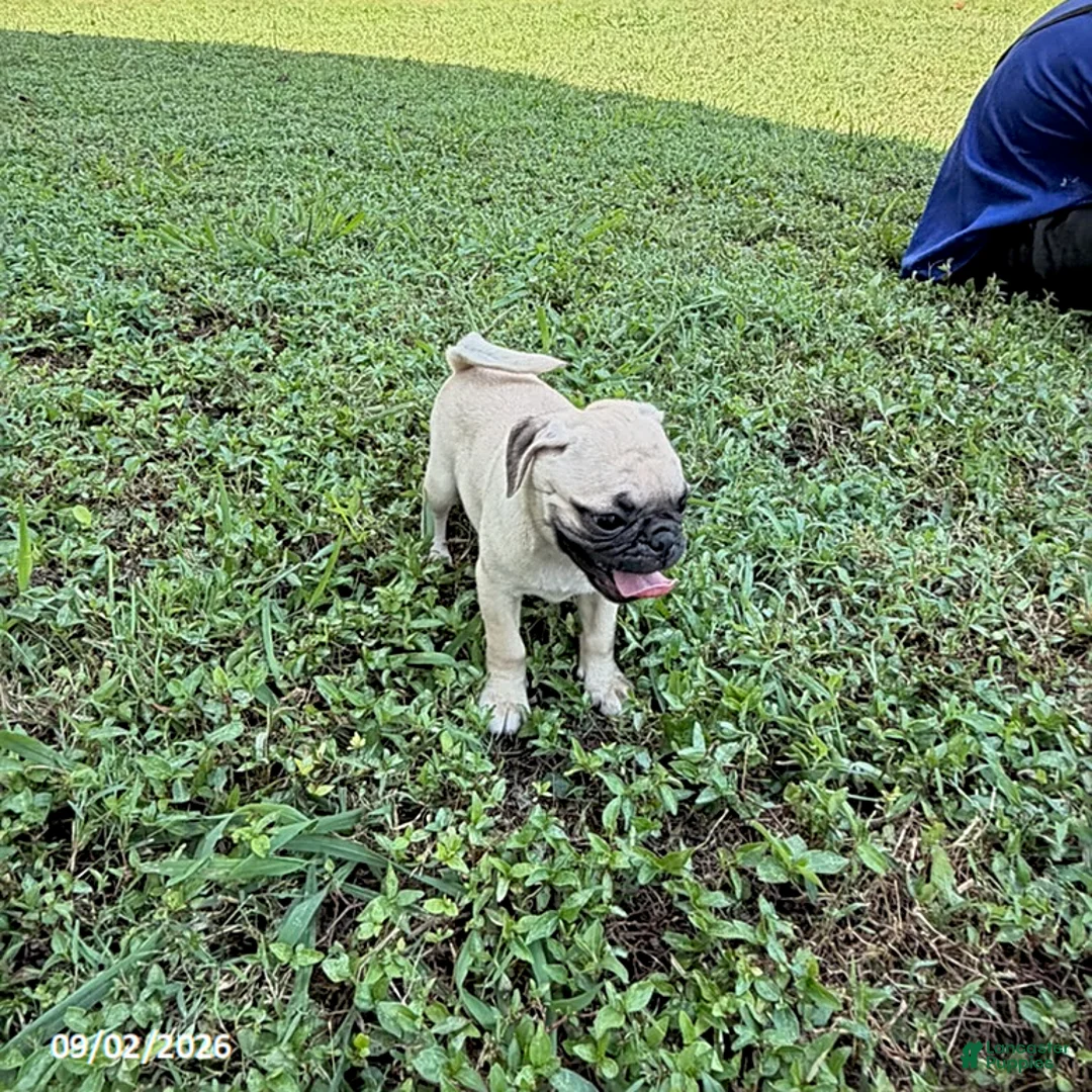 Pug dogs for sale: Barbara - Ad 2