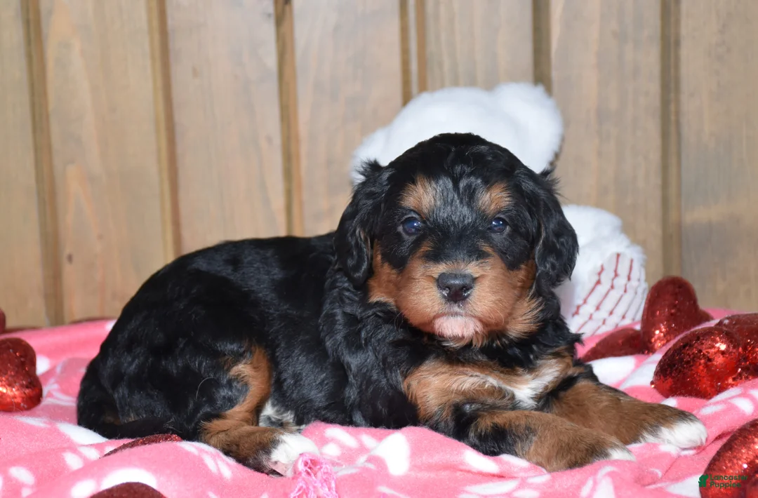 Mini Bernedoodle dogs for sale: Maisley - Ad 3