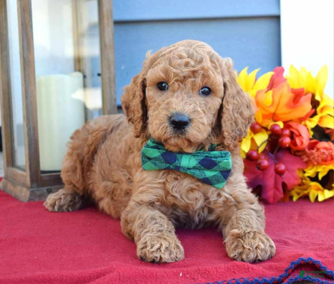 Standard Poodle dogs for sale: Maverick  - Ad 8