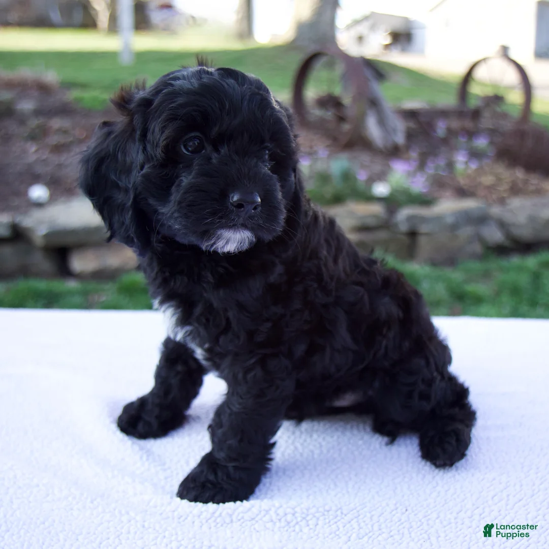 Cavapoo dogs for sale: Elliott - Ad 2